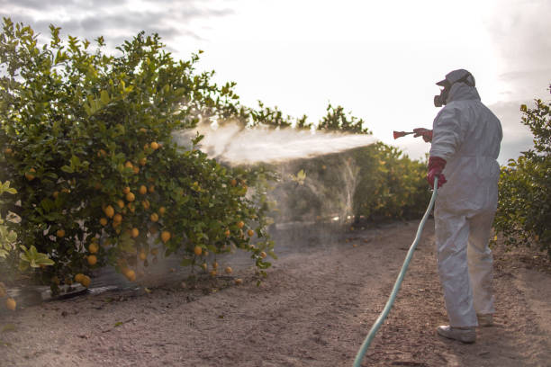 Best Affordable Pest Control Services  in Balm, FL