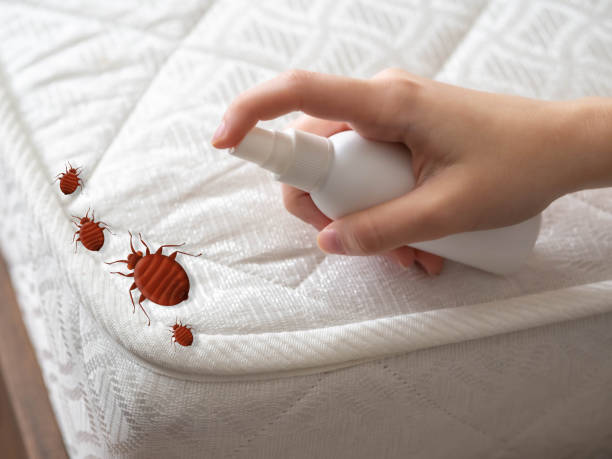 Best Bed Bug Extermination  in Balm, FL
