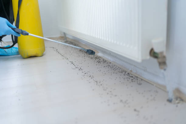 Best Flea Control Services  in Balm, FL