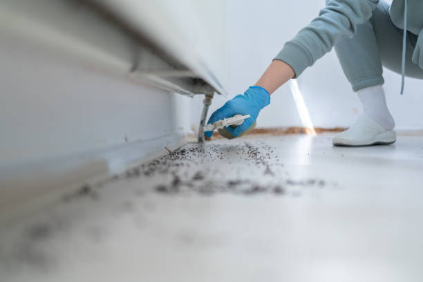 Best Termite Control Services  in Balm, FL
