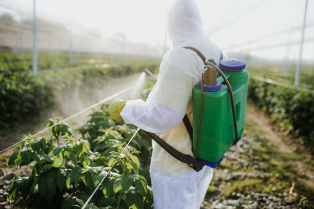 Trusted Balm, FL Pest Control Experts